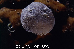 Egg ? by Vito Lorusso 